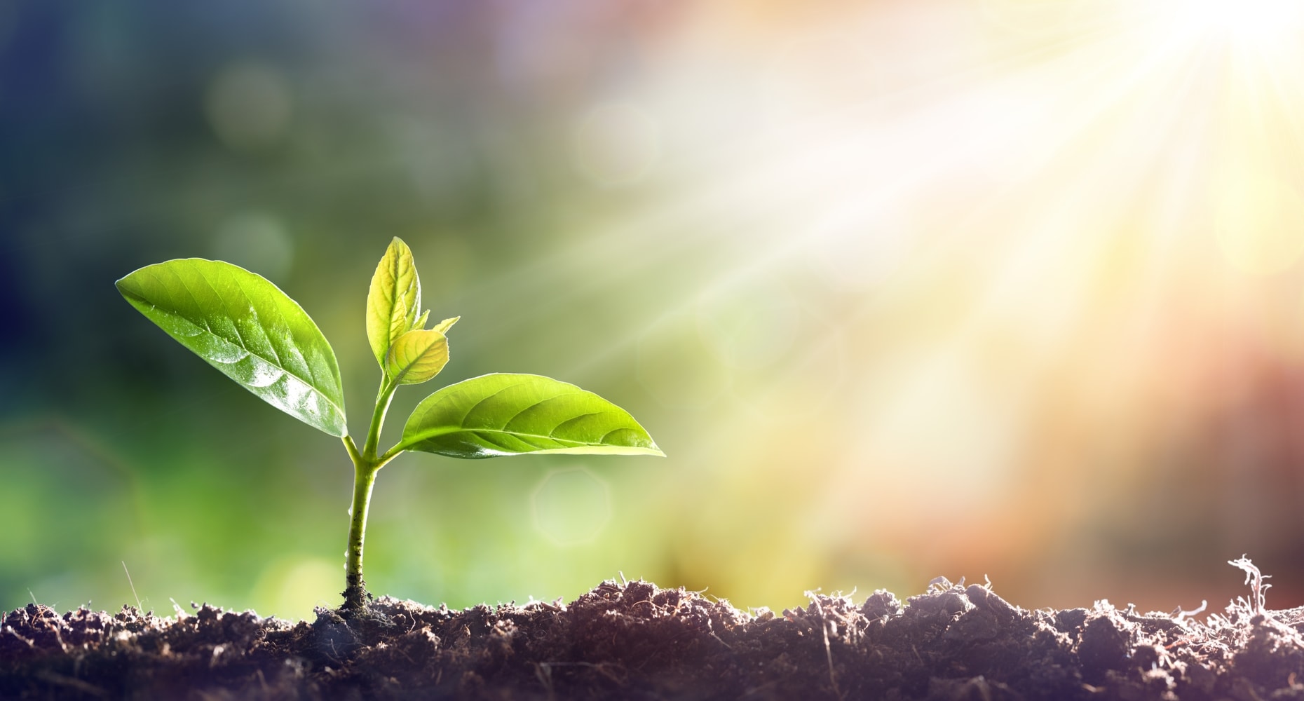 استخدام و پیشرفت شغلی