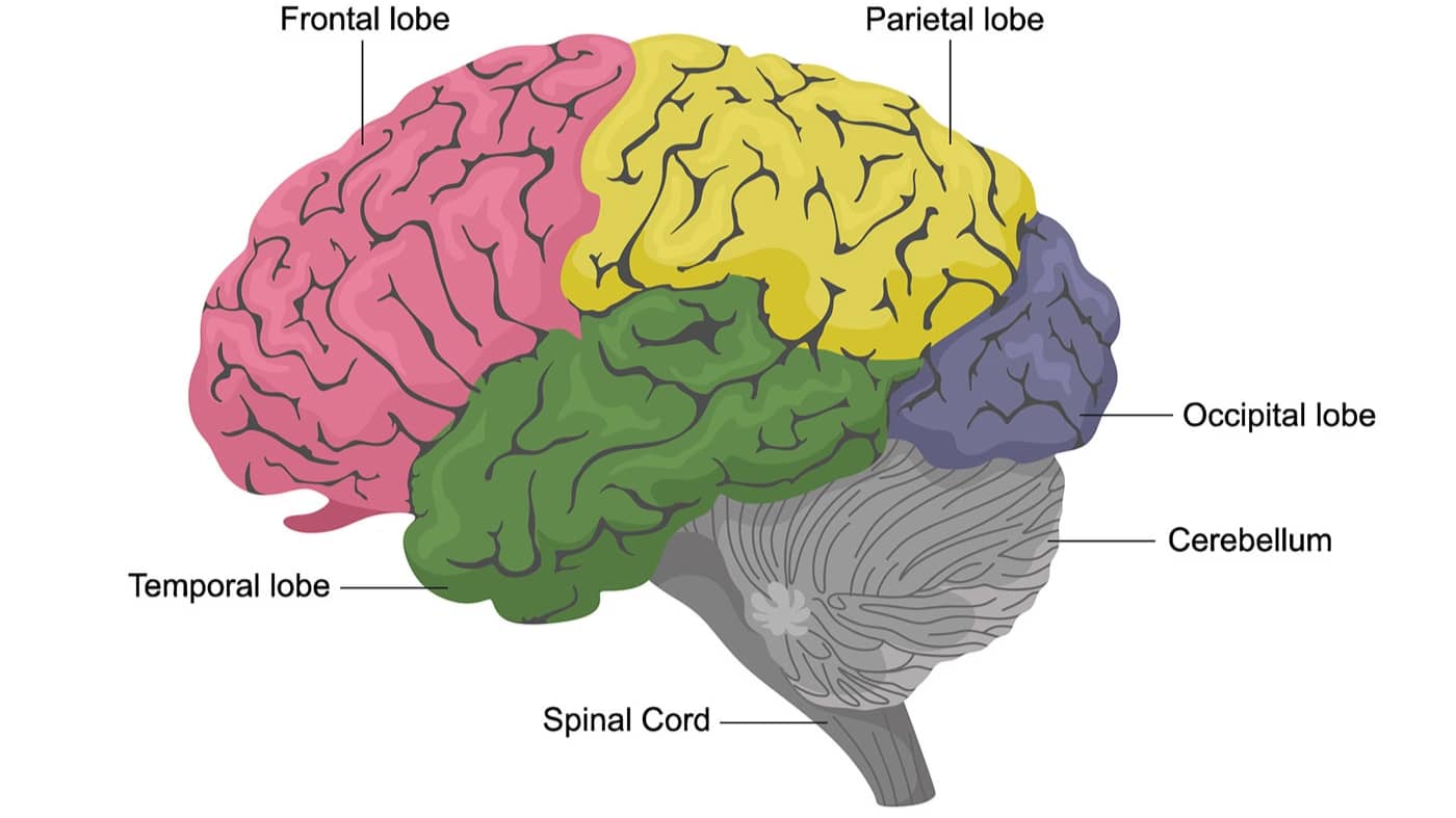 آناتومی مغز انسان و معرفی بخش های مختلف آن